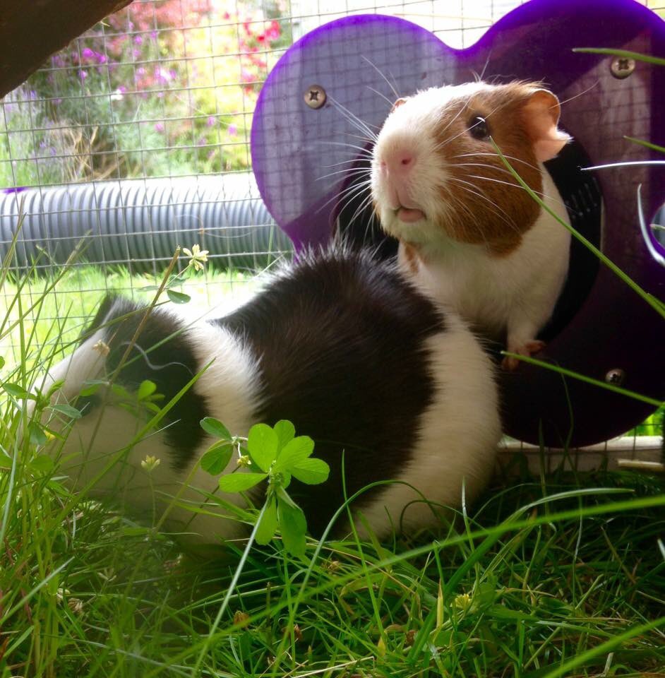 Guinea Pigs Runs and Housing
