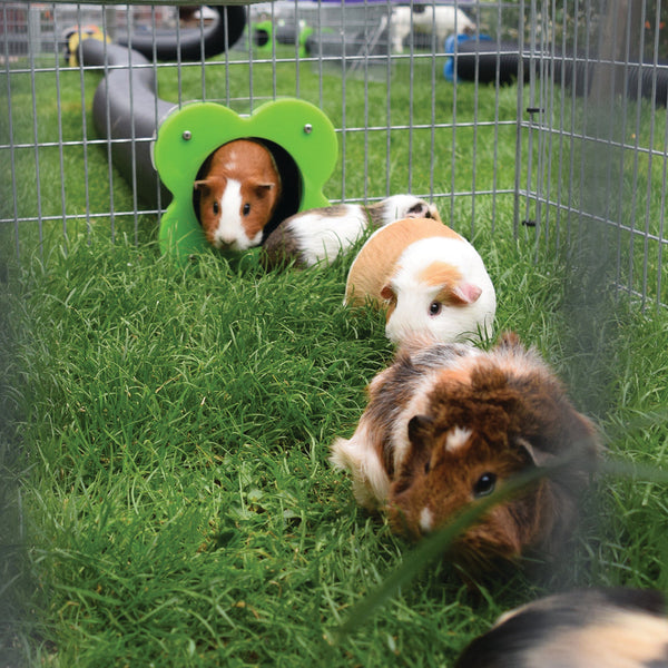 Guinea Pig Run Tunnel Run Doorway and Burrow Tunnel Bundle