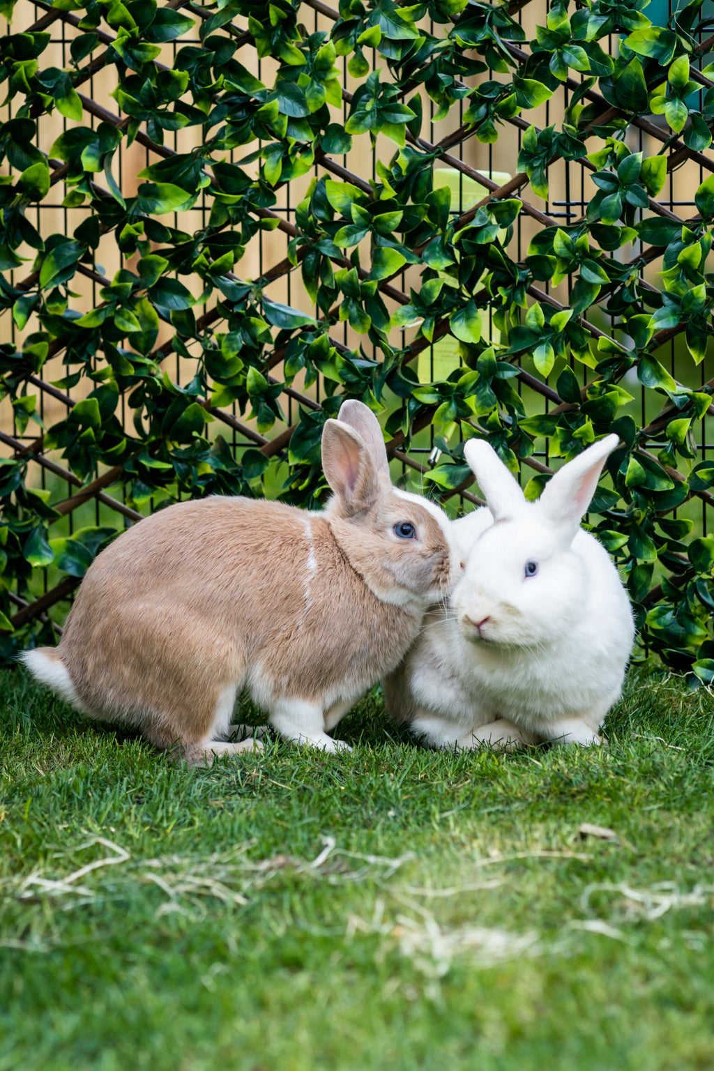 Rabbits and guinea pigs love...